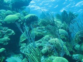 Bermudy - podmořský svět