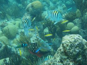 Bermudy - podmořský život