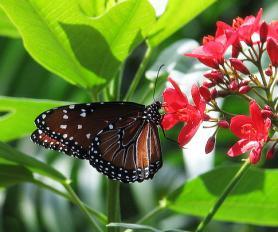Ostrov Grand Cayman - motýl na motýlí farmě