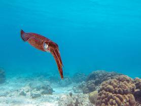 Podmořský život u ostrova Bonaire