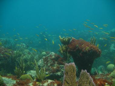 Bermudy - podmořský svět