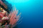 Fotka korálového útesu pořízená při wall divingu